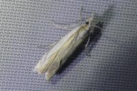 Crambus pascuella