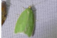 Tortrix viridana