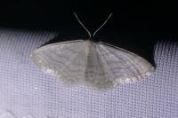Idaea subsericeata