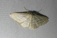 Idaea subsericeata