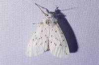 Spilosoma lubricipeda