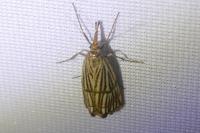 Chrysocrambus linetella