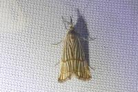 Chrysocrambus linetella