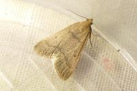 Bostra obsoletalis