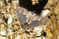 Dypterygia scabriuscula