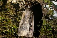 Xestia c-nigrum