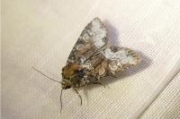 Oligia strigilis