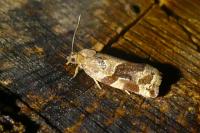 Archips xylosteana
