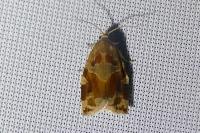 Archips xylosteana