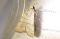 Charanyca trigrammica