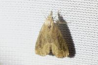 Schrankia costaestrigalis