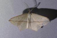 Timandra comae