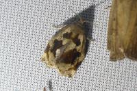 Archips crataegana
