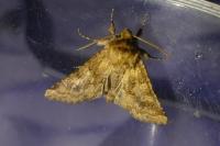 Conisania luteago
