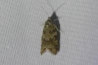 Cnephasia