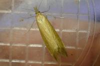 Donacaula forficella