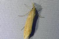 Donacaula forficella