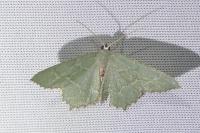 Hemithea aestivaria