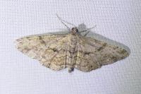 Peribatodes rhomboidaria