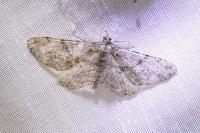 Peribatodes rhomboidaria