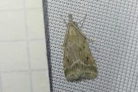 Eudonia pallida