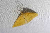 Aspitates ochrearia