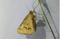 Aspitates ochrearia