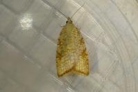 Aleimma loeflingiana