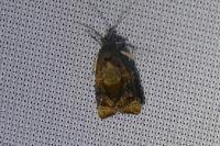 Ditula angustiorana