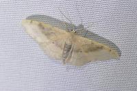 Idaea degeneraria