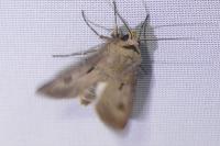 Agrotis exclamationis
