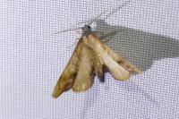 Plagodis dolabraria