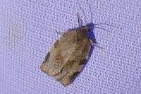 Choristoneura hebenstreitella