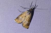 Chrysocrambus linetella