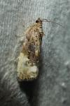 Hedya nubiferana