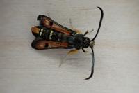 Pyropteron chrysidiforme