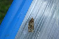 Archips xylosteana