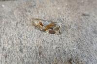 Archips xylosteana