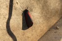 Tyria jacobaeae