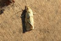 Agapeta hamana