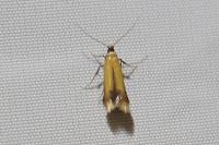 Coptotriche marginea