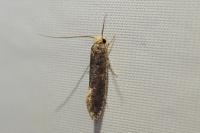 Monopis weaverella