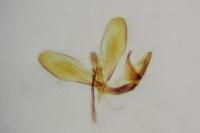 Monopis weaverella