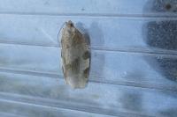 Choristoneura hebenstreitella