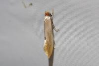 Tinea semifulvella