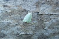 Tortrix viridana