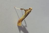 Caloptilia alchimiella
