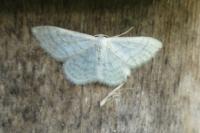 Idaea subsericeata