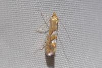 Phyllonorycter belotella