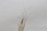 Coleophora anatipennella